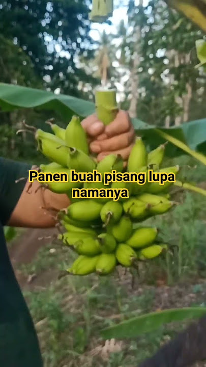 Download lagu panen buah pisang 🍌 lupa namanya