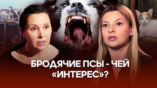 Бродячие животные - опасность для людей или жертвы коррупции