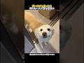 やっと帰ってきた!➡︎誰だこれ?までが分かりやすすぎるワンコ #犬のいる暮らし #犬の気持ち #犬のいる生活