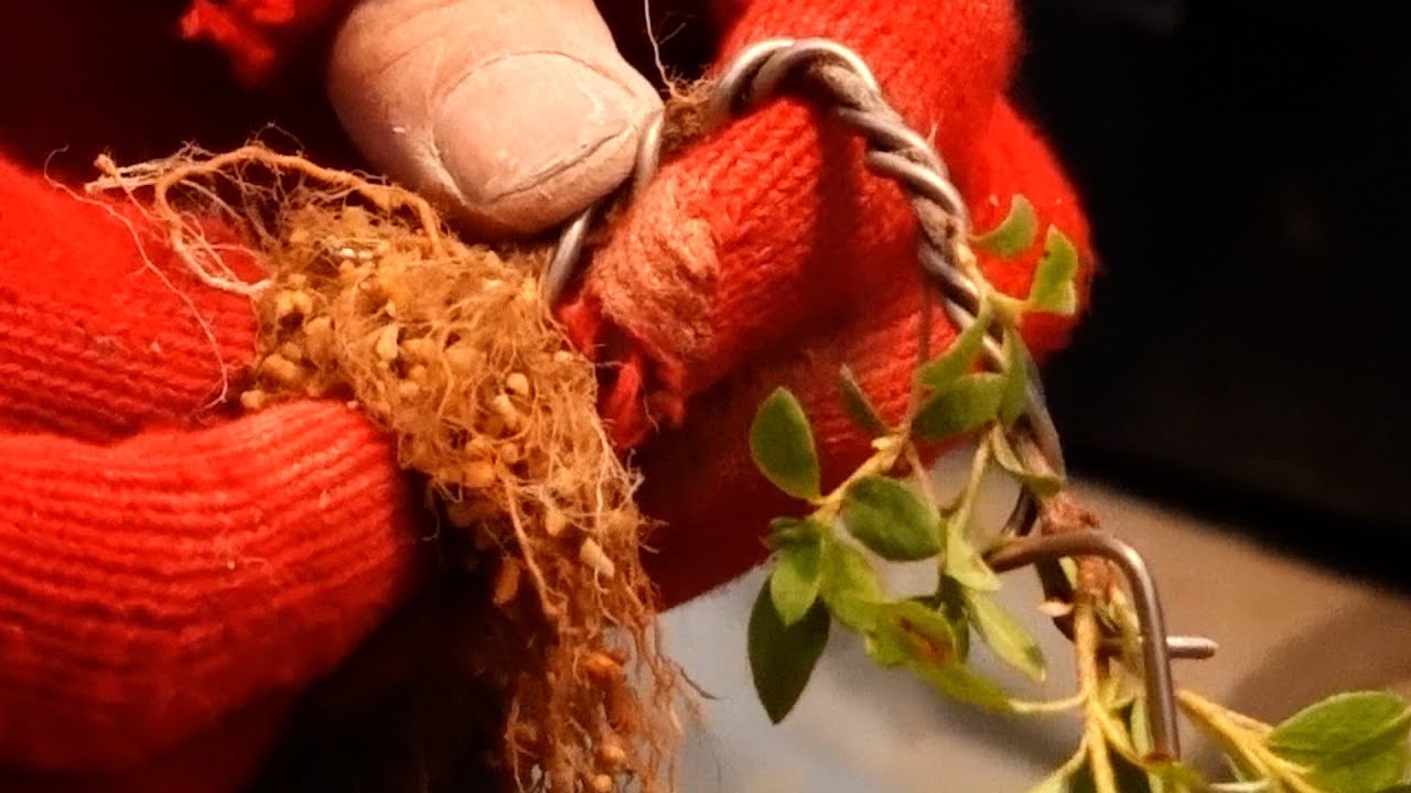 Bend a Miyamakirishi plant that has taken root from a cutting