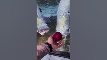 Cho cá hải tượng ăn thanh long