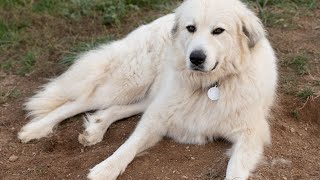 The Loyal Great Pyrenees: A Livestock Guardian for Centuries