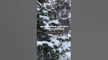 Почему выбрасывать елку вместе с другим мусором нельзя? Способы экологично утилизировать ёлку 💚