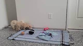 Cute Bich-Poo Puppies Playing by D G 171 views 2 months ago 48 seconds