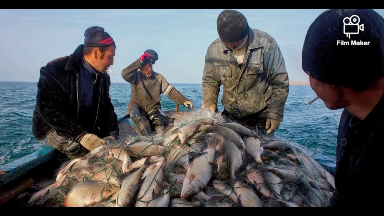 Помогите гоби и южную добыть рыбу. Аральское море рыба. Аральское море рыбалка. Аральское море рыбный промысел. Ихтиофауна Аральского моря.