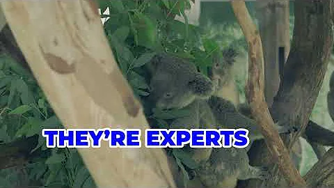10 Cool Facts About Koalas You Didn't Know!