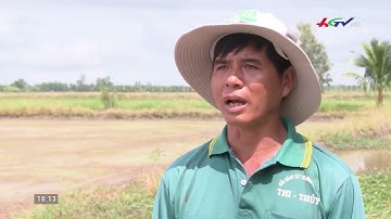 Kinh nghiệm xử lý ốc bươu vàng, cỏ và lúa cỏ hiệu quả của nhà nông Kiên Giang | SnewRice Việt Nam
