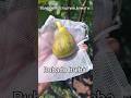 Инжир Rubado breba 01.08.25. Алматы #инжир #fig #rubado