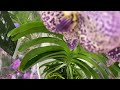 ОРХИДЕИ ГИГАНТСКИЕ обзор 21.03.2020 из ОБИ цветоносы орхидеи 1,5 метра а цветок размером с ЛИЦО