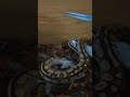Baby Ball Python SlowMo strike #ballpython #snake