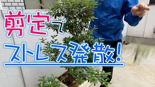 サツキの花を落として、徒長枝を剪定するDrop the Satsuki flowers and prun the long branches