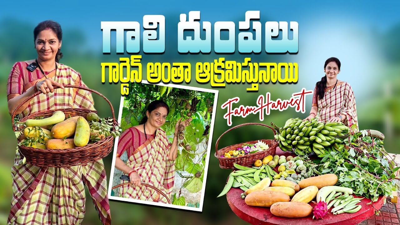Farm Harvest/కూరగాయలు పెరగని నీడలో కందులు పెరుగుతున్నాయి @MADGARDENER #garden  #gardening 