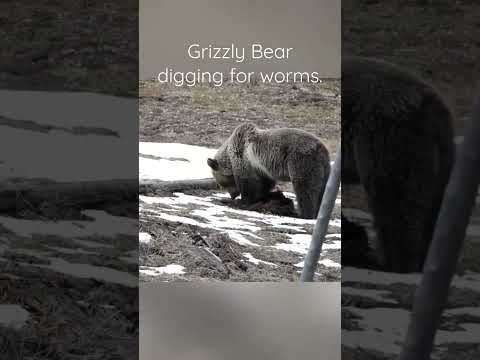 Grizzly Bear in Yellowstone! 🐻 #nature #yellowstone #bear #youtubeshorts