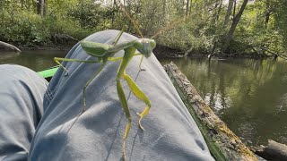 My Praying Mantis Teacher