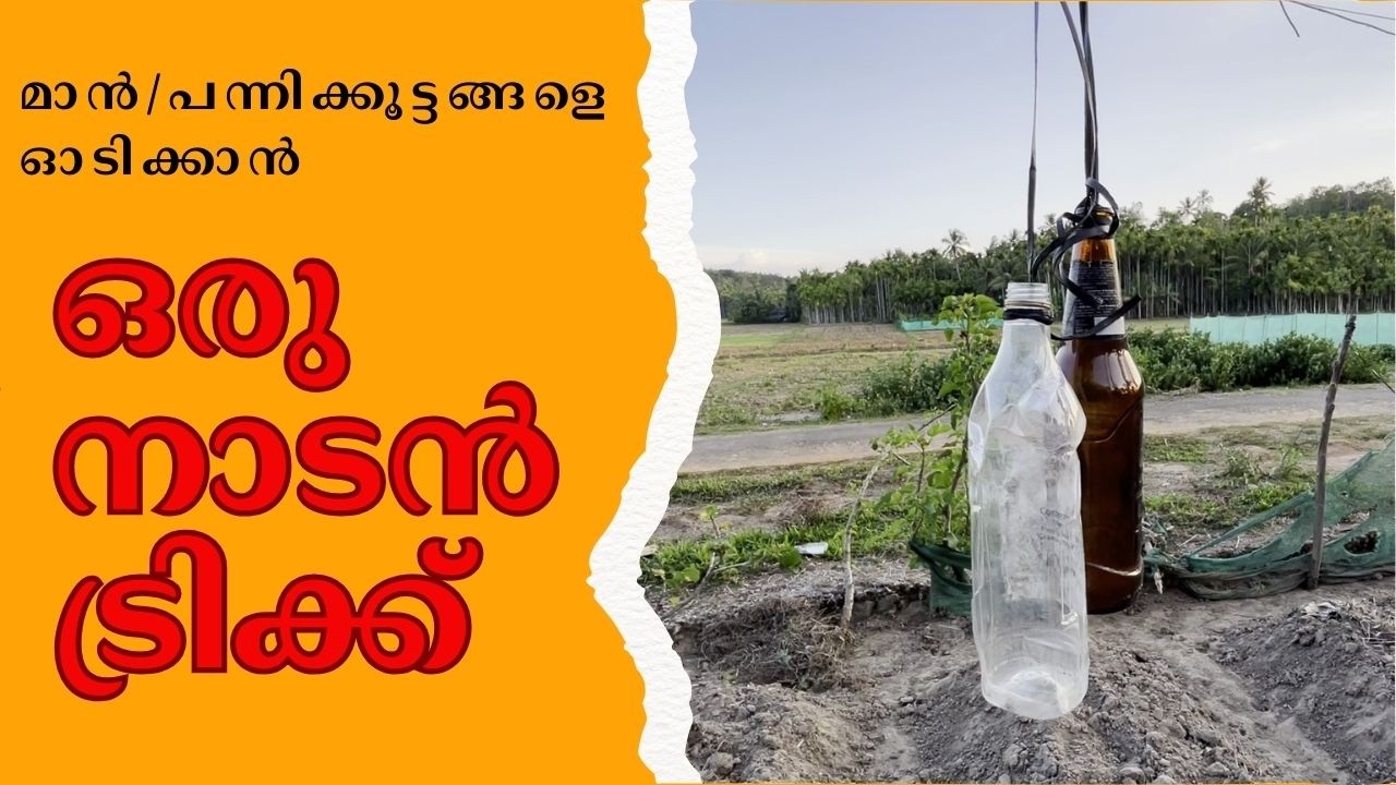 രാത്രി കൃഷിയിടങ്ങളിലേക്ക് ഇറങ്ങാന്‍ തക്കം നോക്കുന്ന മാന്‍കൂട്ടം | Marukara_A Wayanad village story