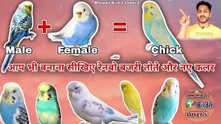 How to produce new colour in budgies// नए कलर बनाना सीखो #budgies #virel #trending screenshot 5