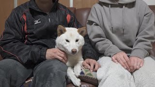 飼い主帰宅で嬉しい柴犬を夫婦の間で甘やかすとこんな姿になりました！