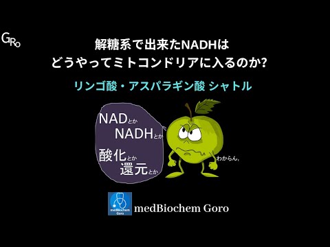 【リンゴ酸アスパラギン酸シャトル】解糖系で出来たNADHはどうやってミトコンドリアに入るのか？