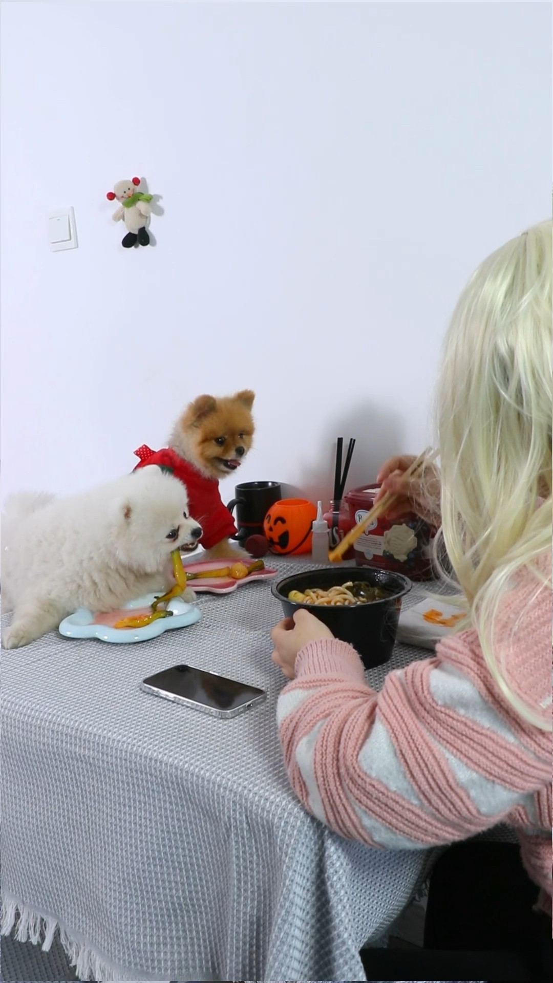 Live alone or with a dog??? #puppycomedy #dog #cococutiepom #funny