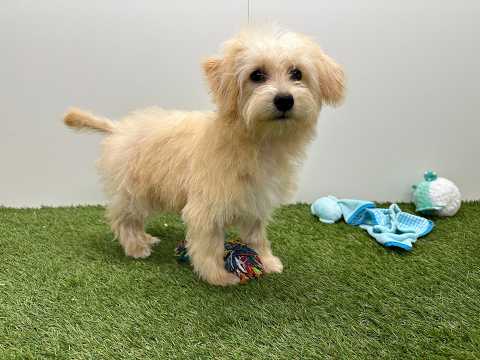 Video Maltipoo