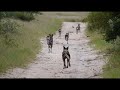 WILD DOGS and HYENA CUBS