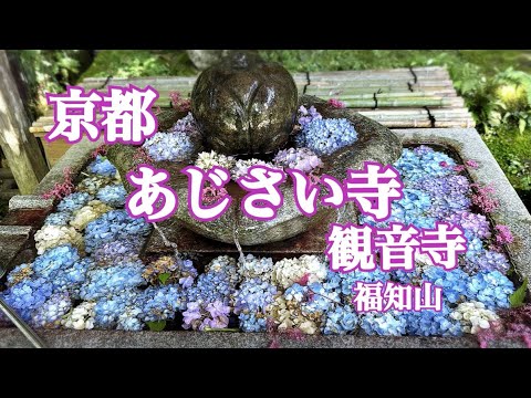 あじさい寺!観音寺!まもなく見頃!京都・福知山市