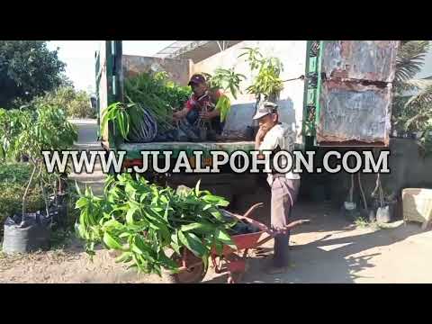 Tanam Mangga Miyazaki: Investasi Jangka Panjang (Proses Kirim)