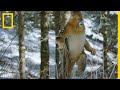 Ce singe est le seul à savoir marcher sur la neige debout
