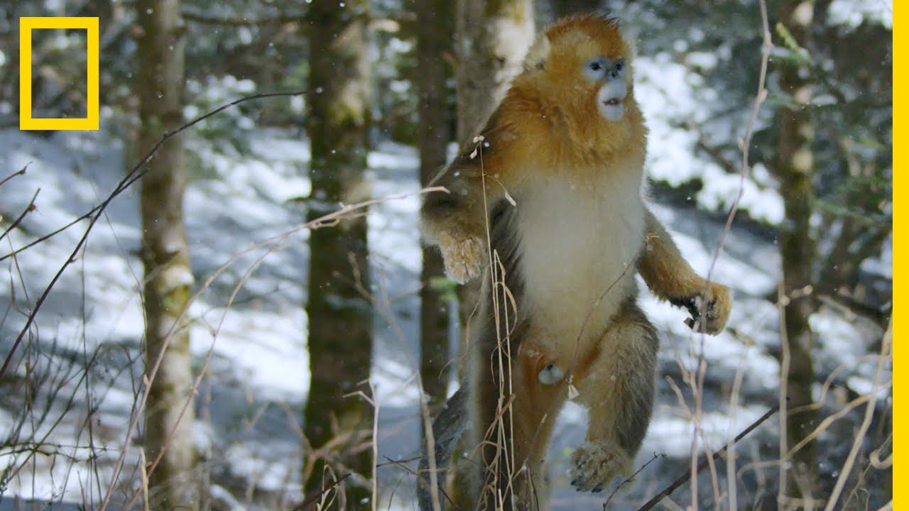 Ce gibbon est un funambule de qualité - ZAPPING SAUVAGE 