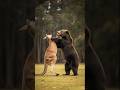 Kangaroo Vs Big Bear #fight #forest #kangaroo #newshort #trending