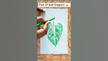 Part of Leaf Drawing 🍃Leaves Diagram/ Leaves painting /Science Diagram#viral #shorts #art #science