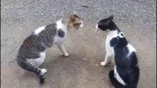 Kucing Berkelahi dengan suara - Video Eksklusif (Putar dengan suara penuh)