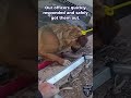 🐾🚨DOG RESCUE TEMPE PD: You’re not going to want to miss this! #dogrescue #fyp #trending #police 🌵
