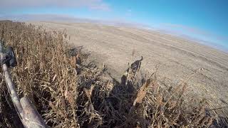 Sd2018 Grosslexi Flushretrieve