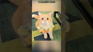 Kucing Ini Membongkar Rahasia Berbahaya di Dalam Rumah#factshorts #viralvideo