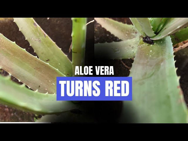 aloe vera for men BN for Men After Shave Tonic main image 1
