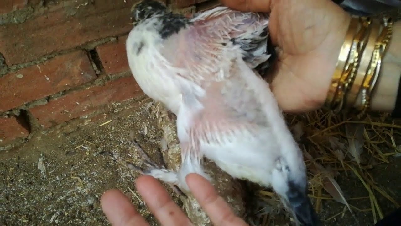 دكر الحمام عندك مهنج وبطل ينتج؟؟ الحل سهل وبسيط جدااا وشوفوا انتاج الزغاليل حلو ازااي