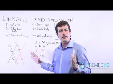 Genetic Recombination, Linked Genes, and Crossing Over