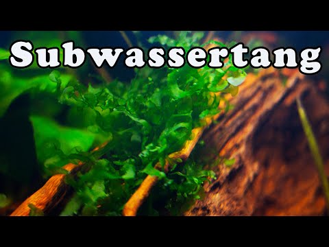 Video: Může subwassertang růst emersy?