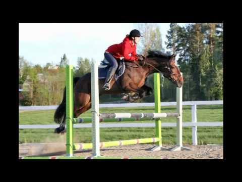 Video: Fransk Travarhästras Allergivänliga, Hälsa Och Livslängd