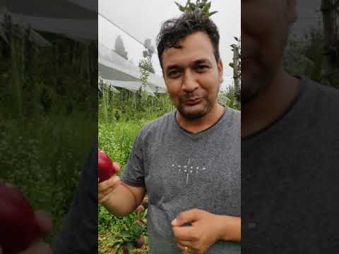 Video: Apple Red Chief: beskrywing, plant en versorging