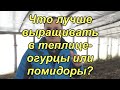 Что проще и выгоднее выращивать в теплице? Огурцы или помидоры?