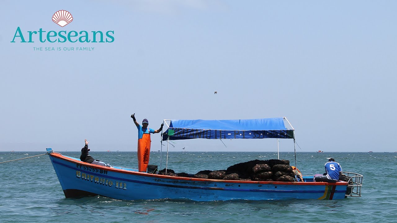 Diver Caught Scallops from Peru YouTube