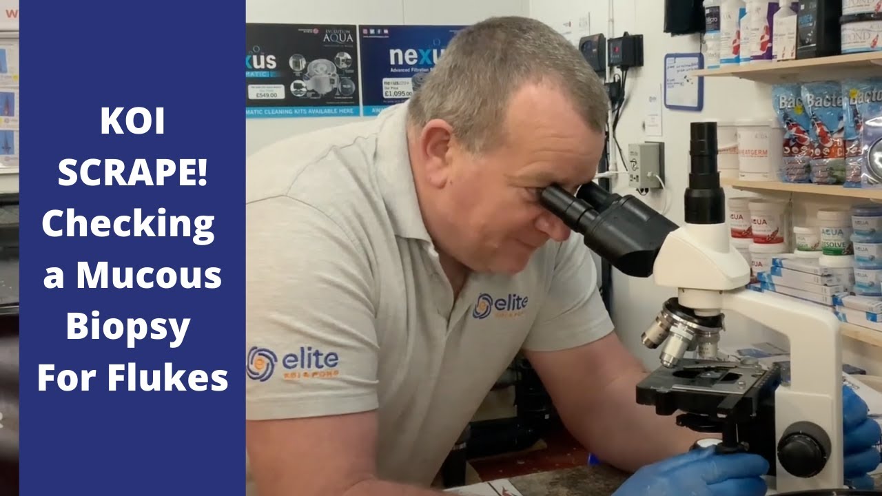 KOI SCRAPE Checking A Mucous Biopsy For Flukes Under A Microscope koi-scrape-checking-a-mucous-biopsy-for-flukes-under-a-microscope