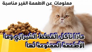 ماذا تأكل القطط الشيرازي وما الاطعمة الممنوعة لها / What do Persian cats eat