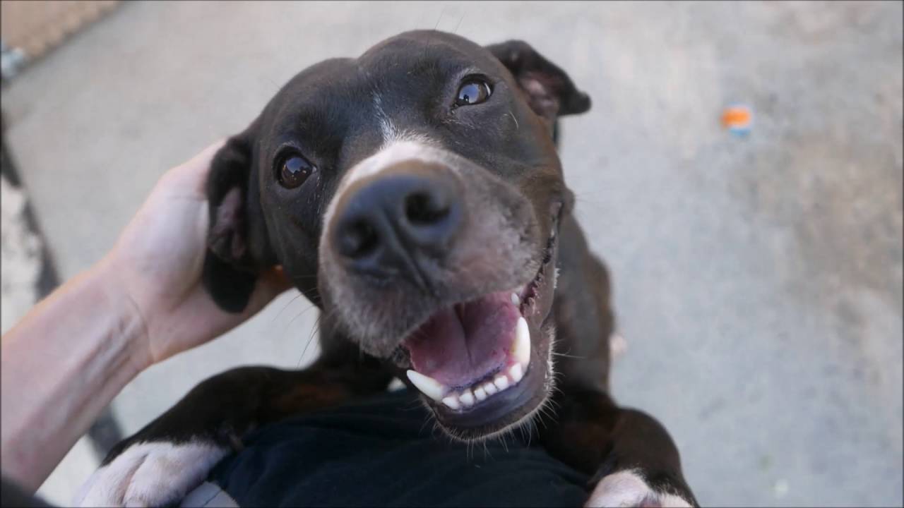 Rocky - A1079076 - Brooklyn ACC camera iphone 8 plus apk