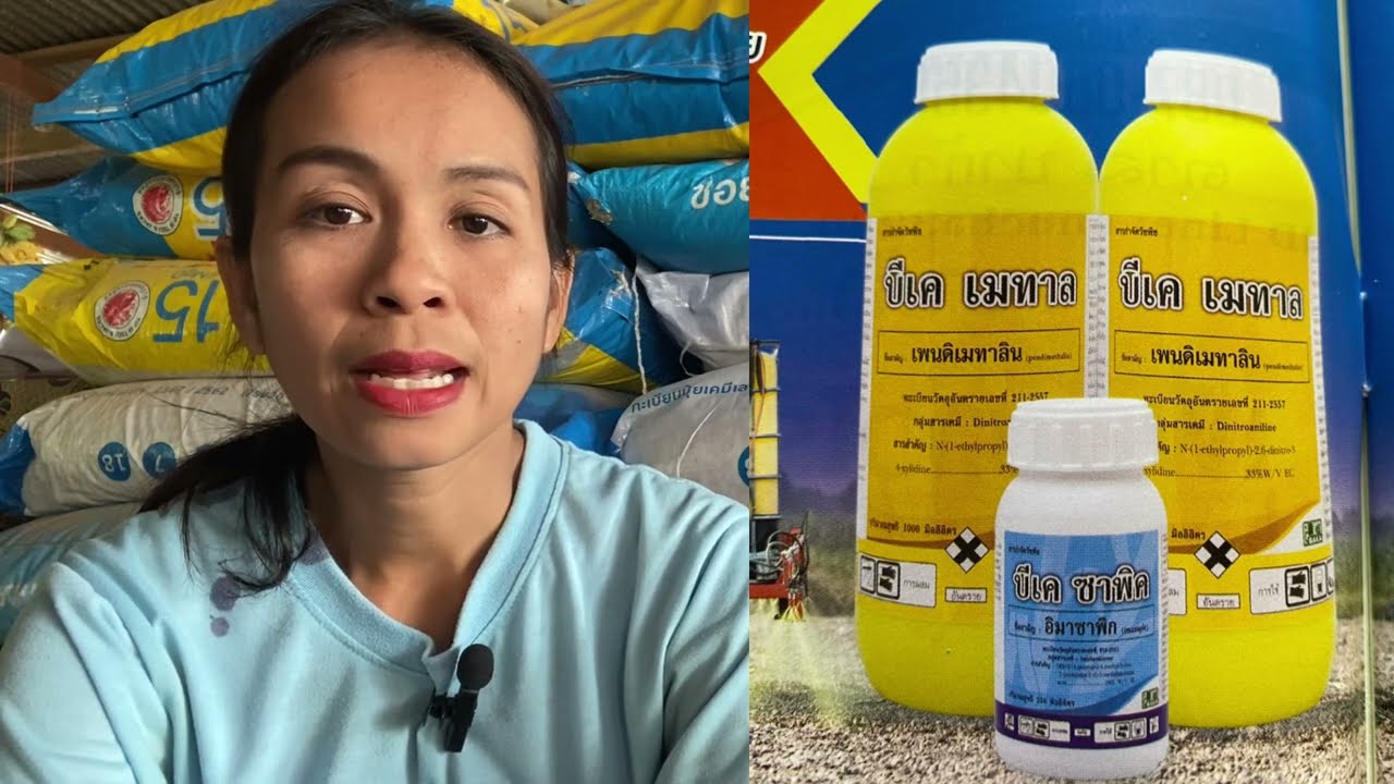 วิธีการใช้ยาฆ่าหญ้าในอ้อยปลูกใหม่