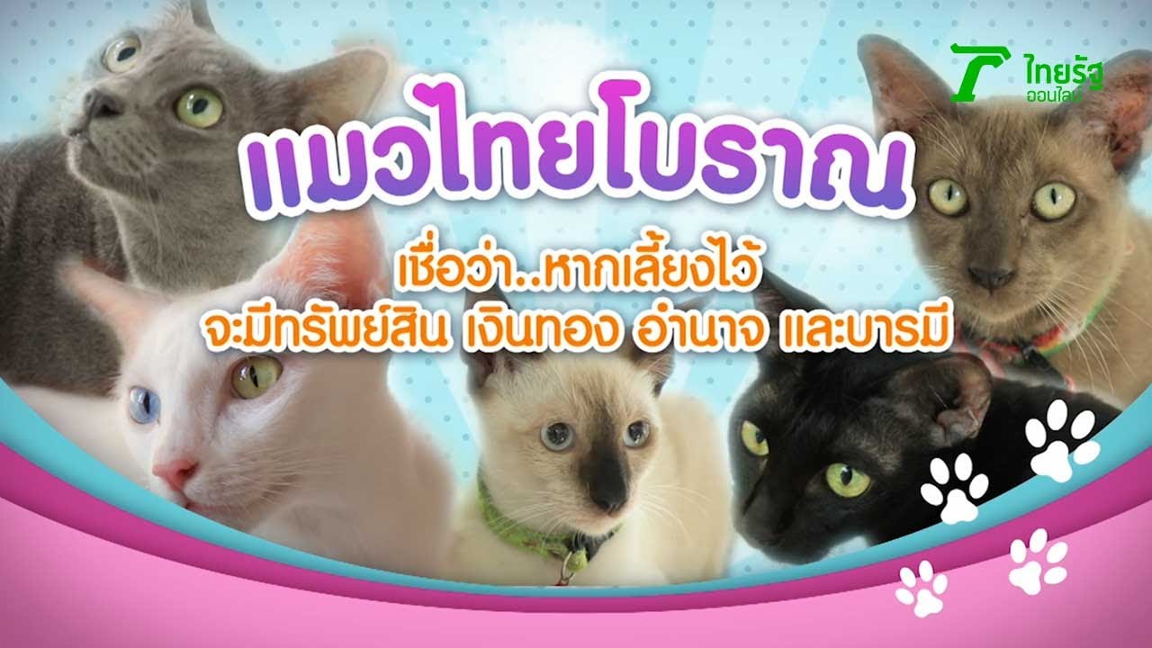 แมว มี พันธุ์ อะไร บ้าง  New Update  5 แมวไทยโบราณ เชื่อว่า หากเลี้ยงไว้ จะมีทรัพย์สิน เงินทอง อำนาจ และบารมี | 04-07-63 | ตะลอนข่าว