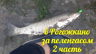 видео: Поехали в Рогожкино за пеленгасом, в результате домой привезли не только рыбу - 2 часть. Продолжение картинка: Поехали в Рогожкино за пеленгасом, в результате домой привезли не только рыбу - 2 часть. Продолжение