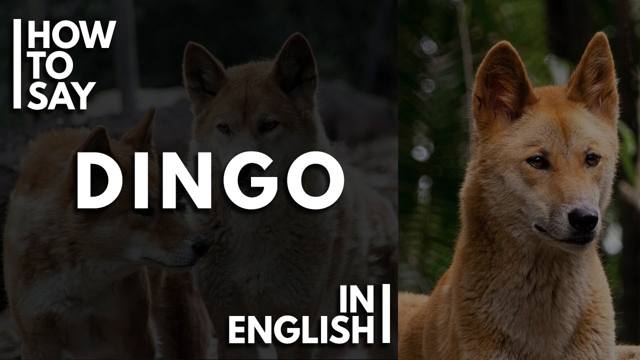 How To Pronounce 'DINGO' in English YouTube